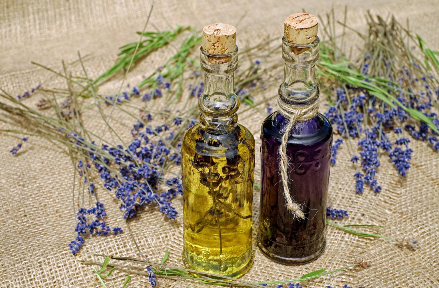 history-of-lavender-oil-lavender-essential-oil